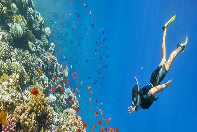 Diving and Dive Safari trips in Dahab (3)